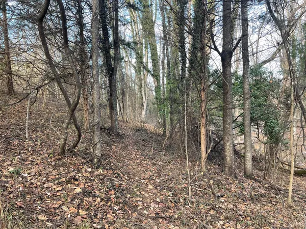 a view of a forest with trees in the background