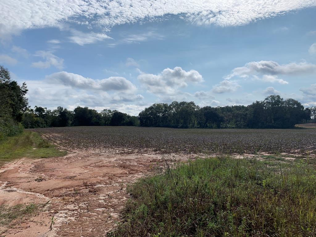0 St Stephens Road Slocomb, AL 36375 - Photo 3 of 7