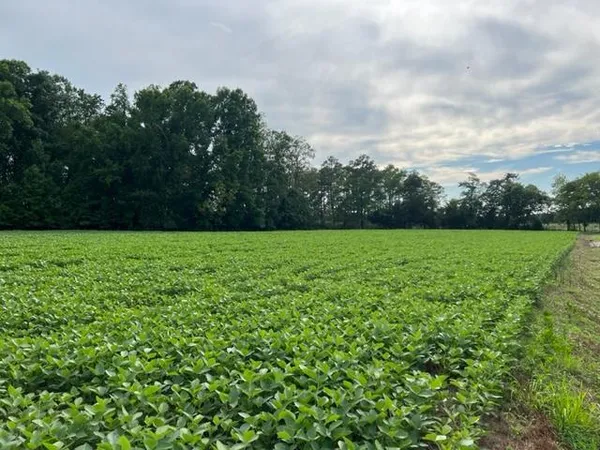 $50,000 | Lot 22 Bullbeggar Road, Unit 22, Oak Hall, VA 23416