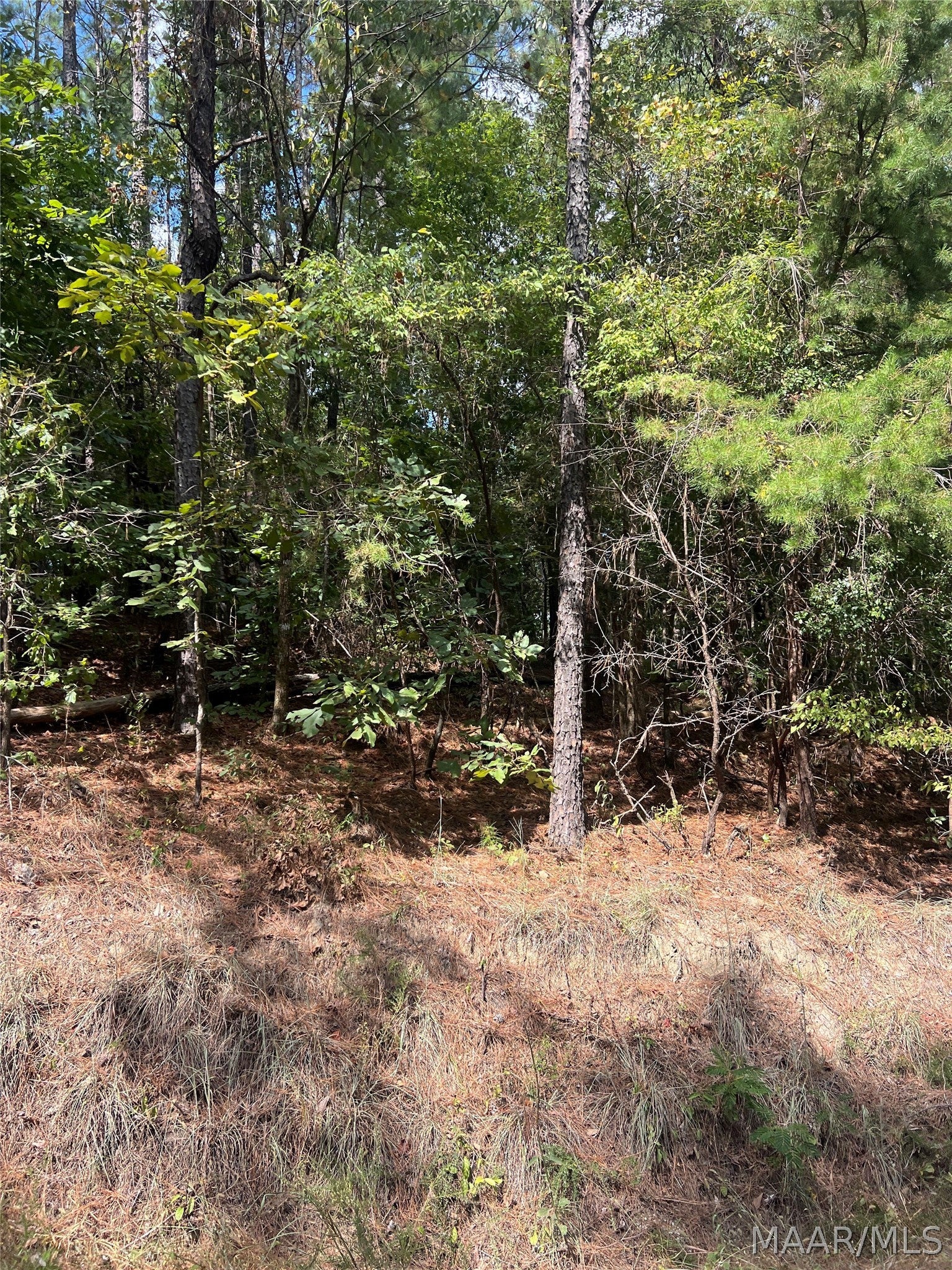 0 County Road 8 Road Clanton, AL 35046 - Photo 4 of 5 Gallery Image 4