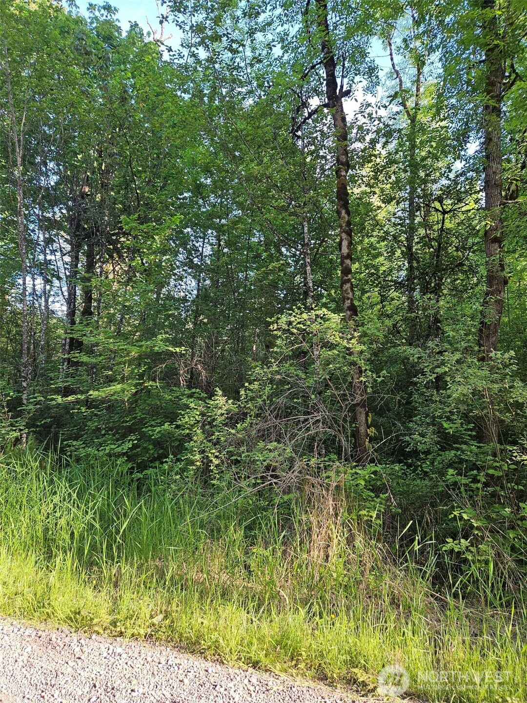 5033 Polehn Road Southwest Rochester, WA 98579 - Photo 5 of 15 a view of a lush green forest