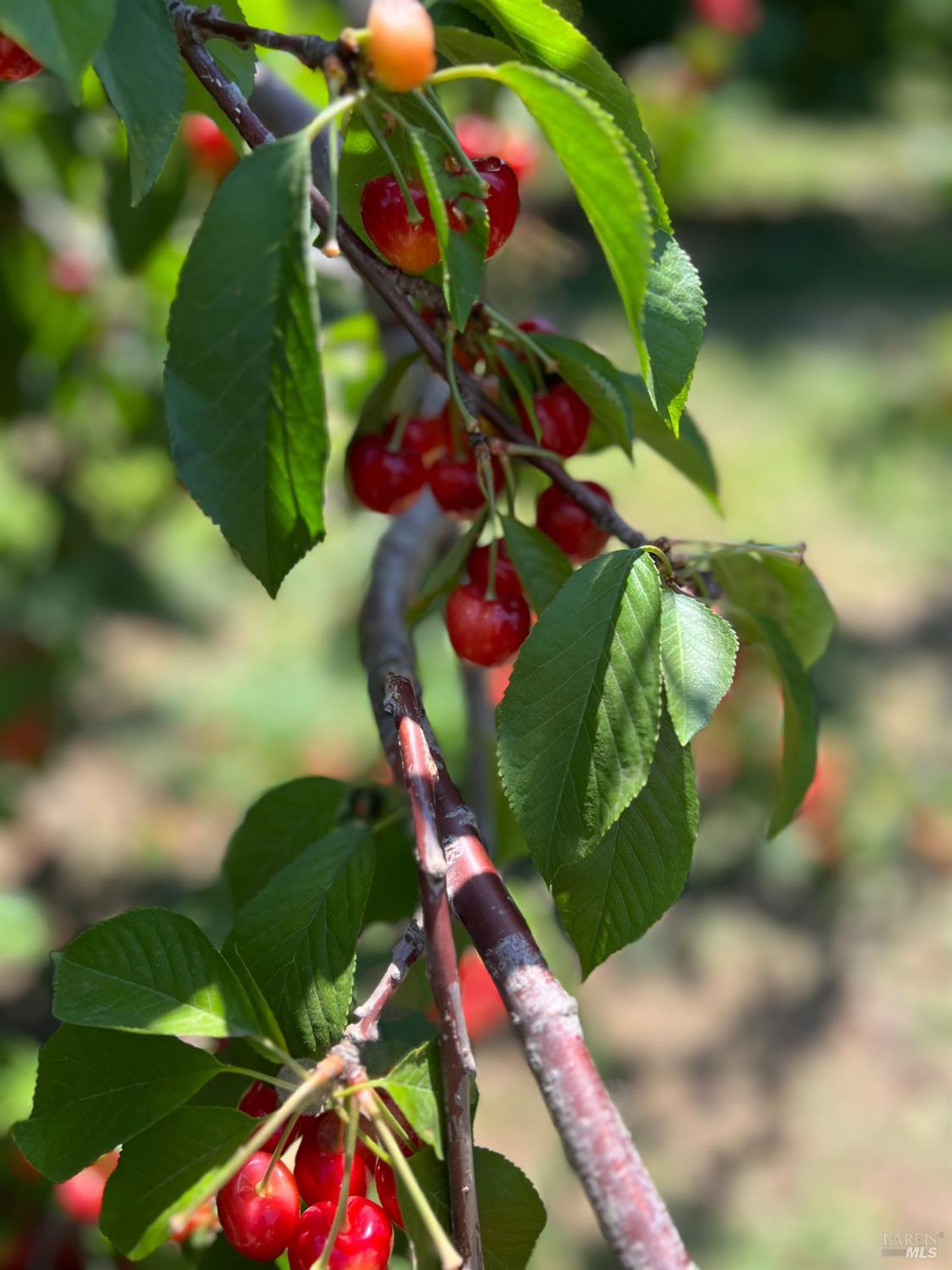 2192 Riggs Road Lakeport, CA 95453 - Photo 16 of 16