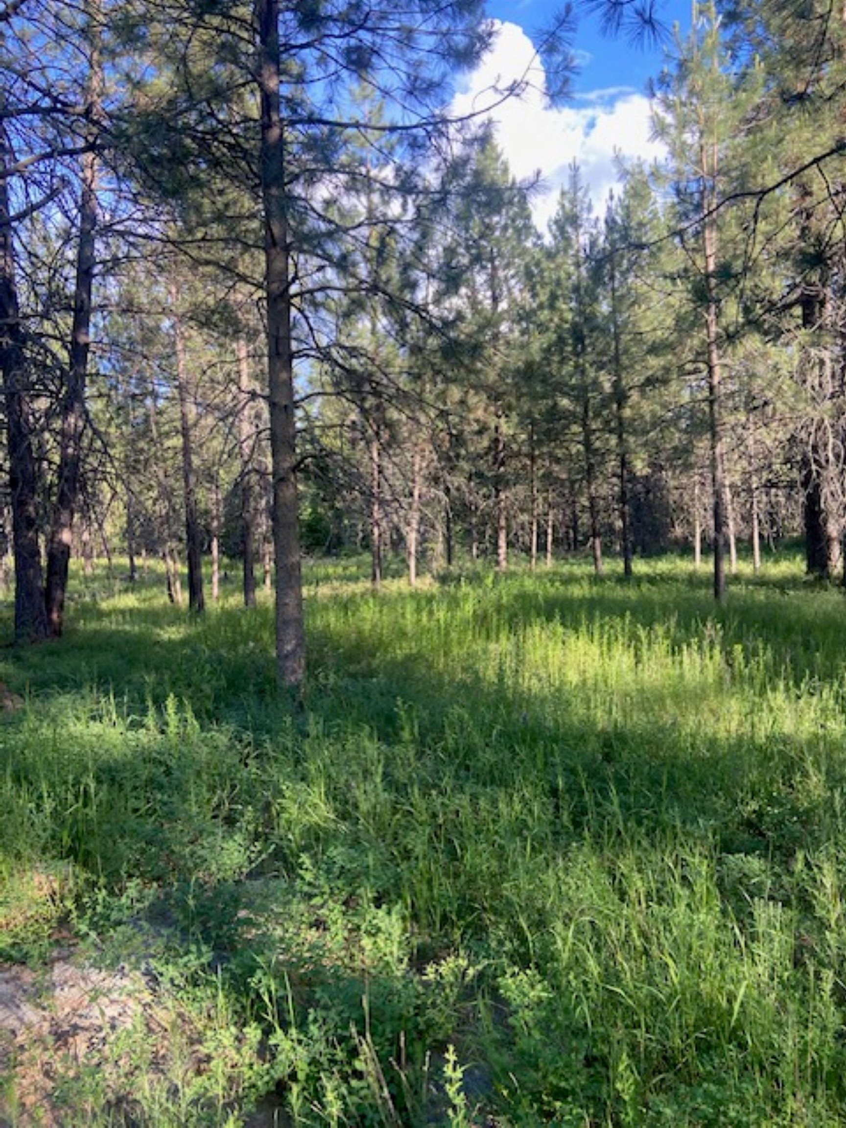 36419 North Findley Road Deer Park, WA 99006 - Photo 17 of 19