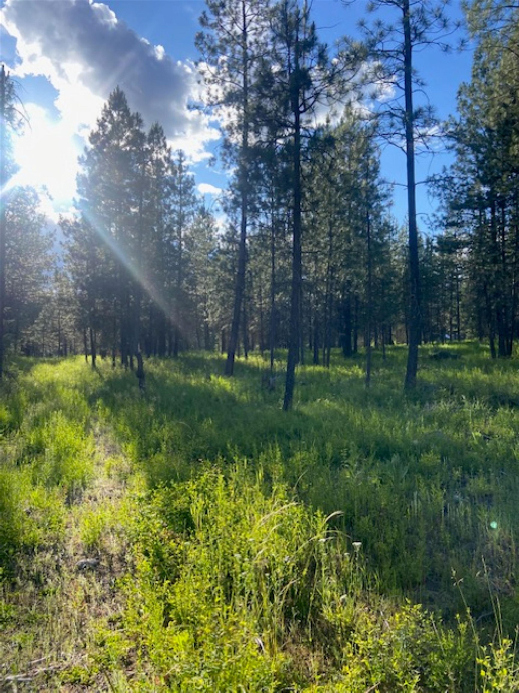 36419 North Findley Road Deer Park, WA 99006 - Photo 2 of 19