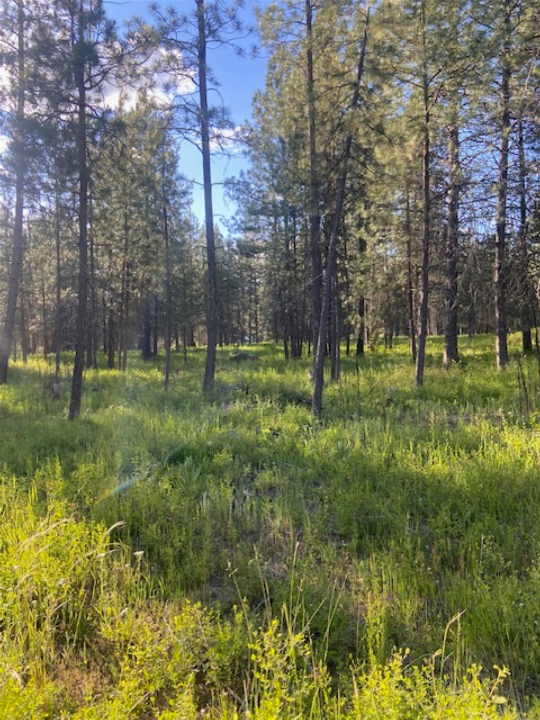 36419 North Findley Road Deer Park, WA 99006 - Photo 3 of 19