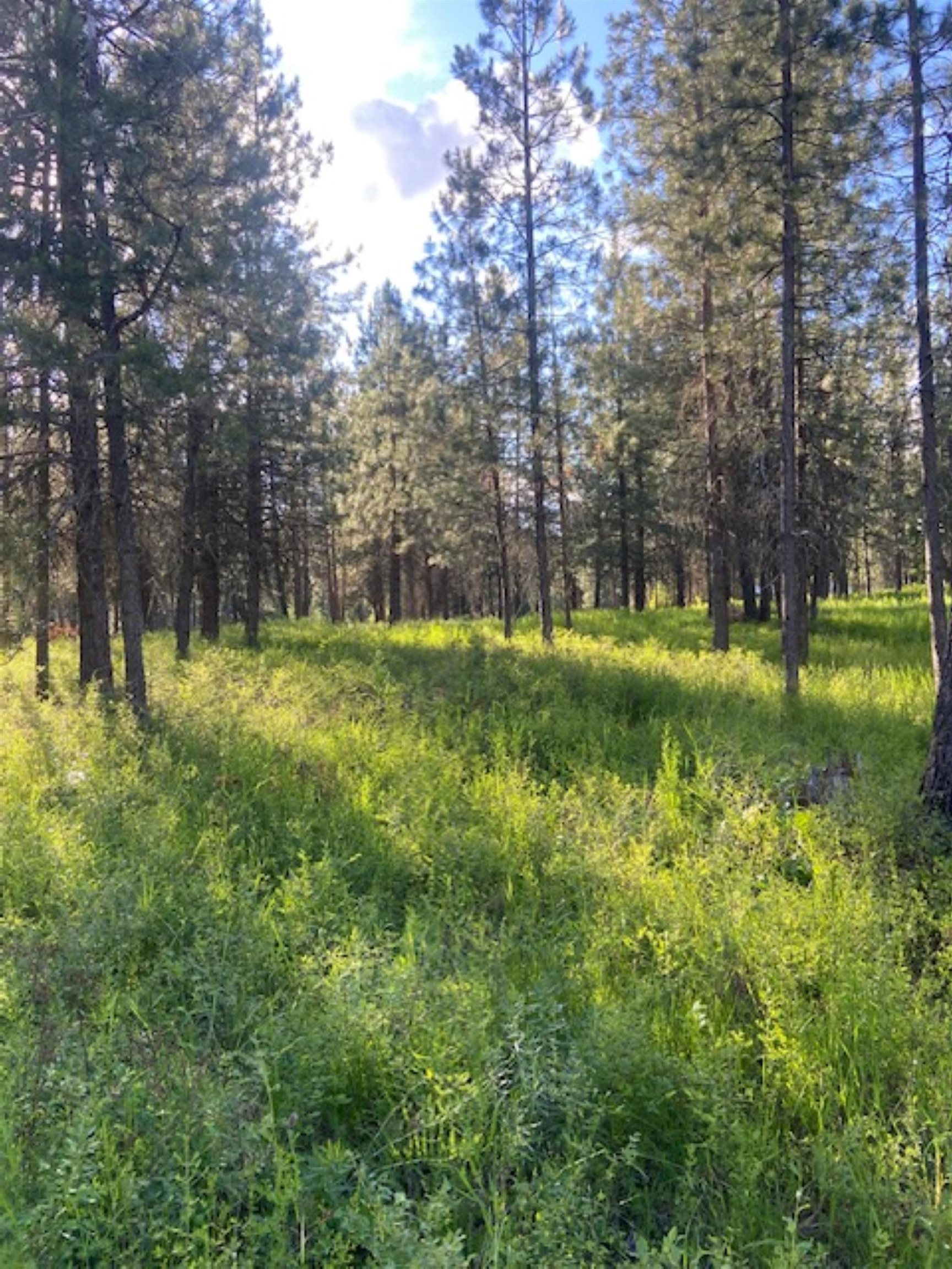 36419 North Findley Road Deer Park, WA 99006 - Photo 4 of 19