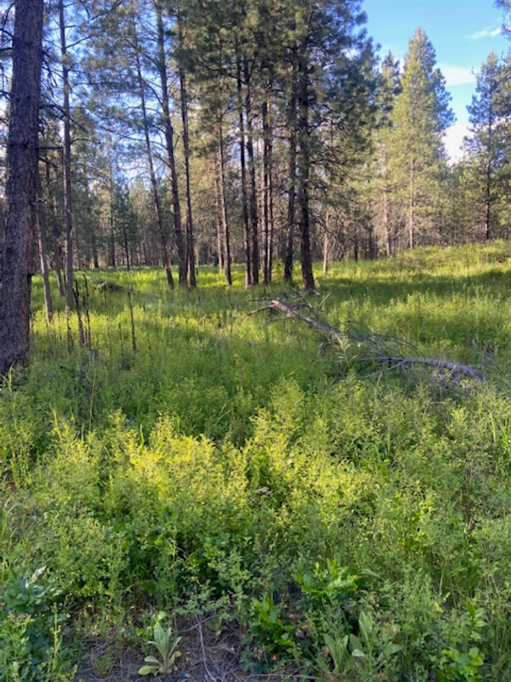 36419 North Findley Road Deer Park, WA 99006 - Photo 5 of 19