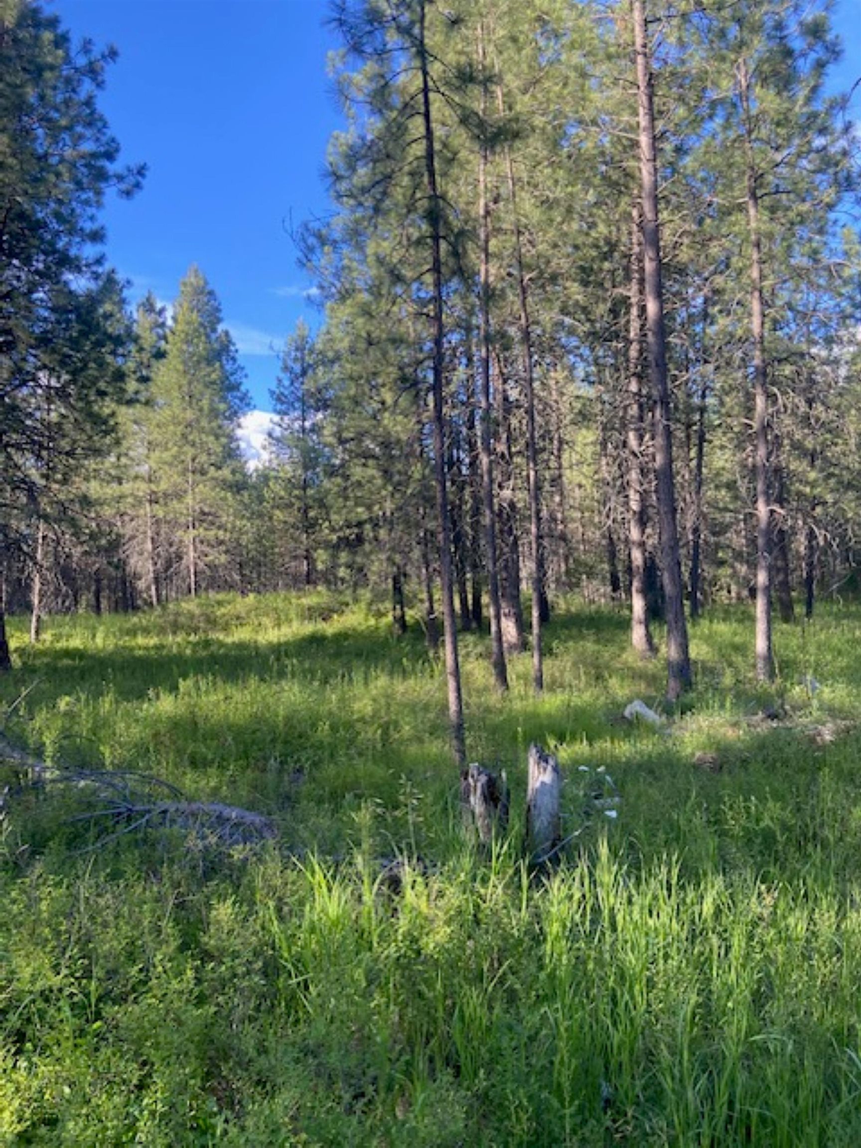 36419 North Findley Road Deer Park, WA 99006 - Photo 6 of 19