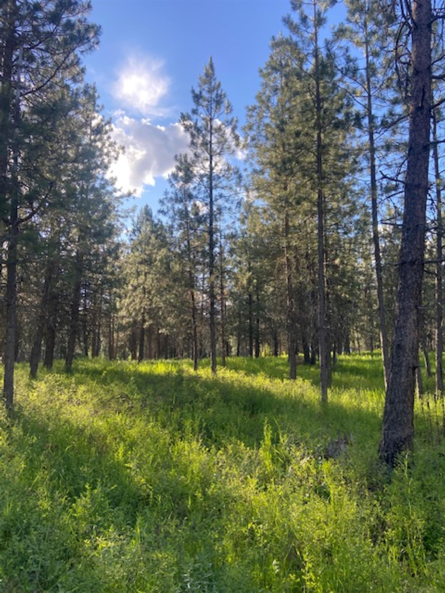 36419 North Findley Road Deer Park, WA 99006 - Photo 7 of 19