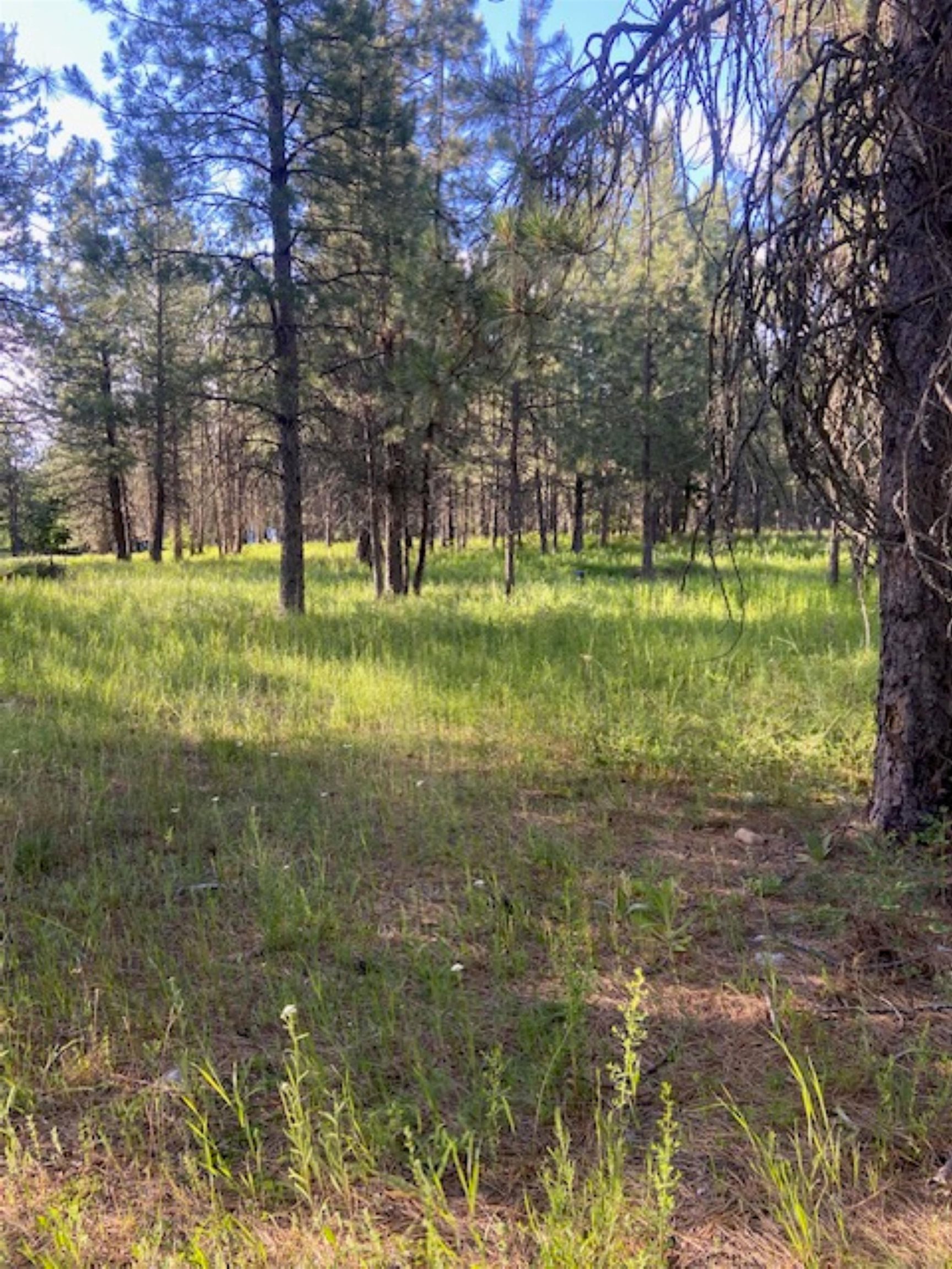 36419 North Findley Road Deer Park, WA 99006 - Photo 8 of 19