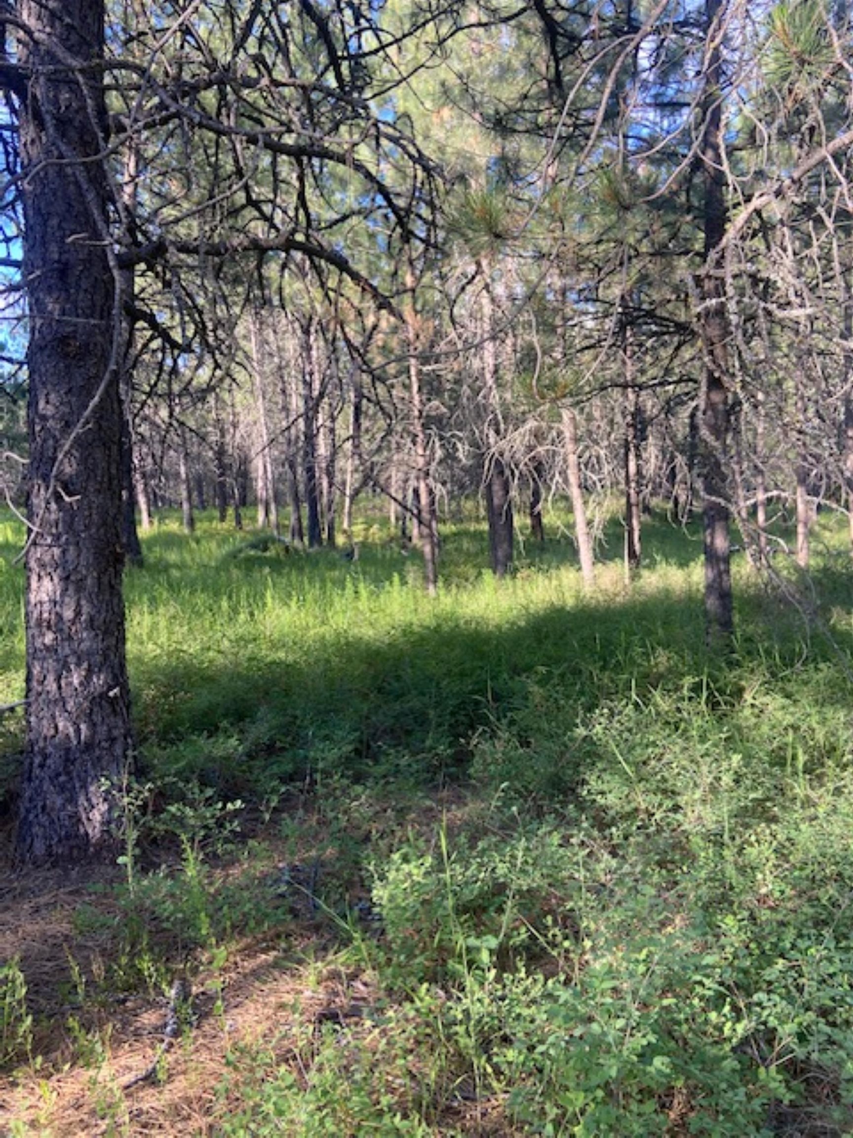 36419 North Findley Road Deer Park, WA 99006 - Photo 9 of 19