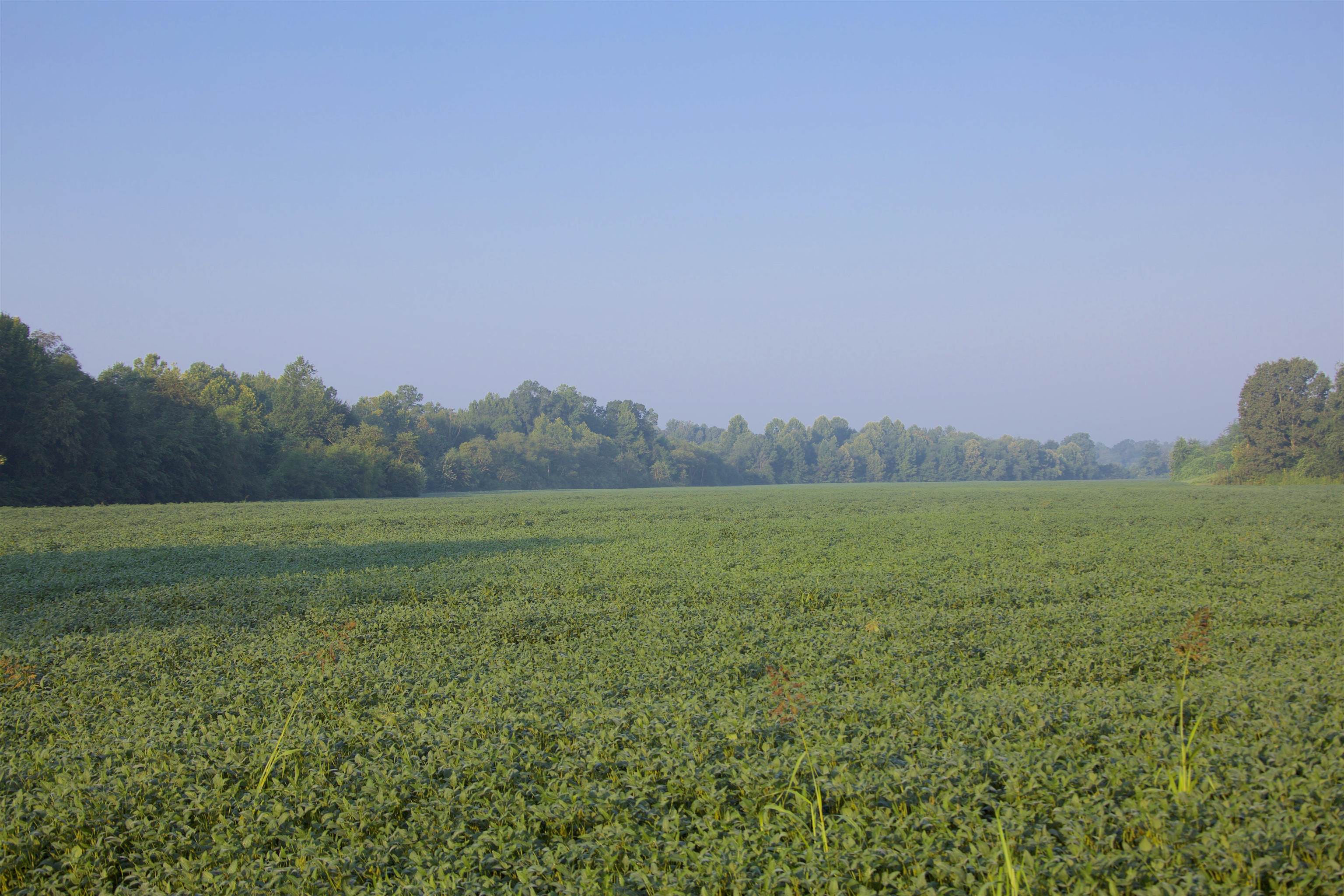 3720 Walnut Grove Road Bolivar, TN 38008 - Photo 15 of 24 a view of a field with an ocean