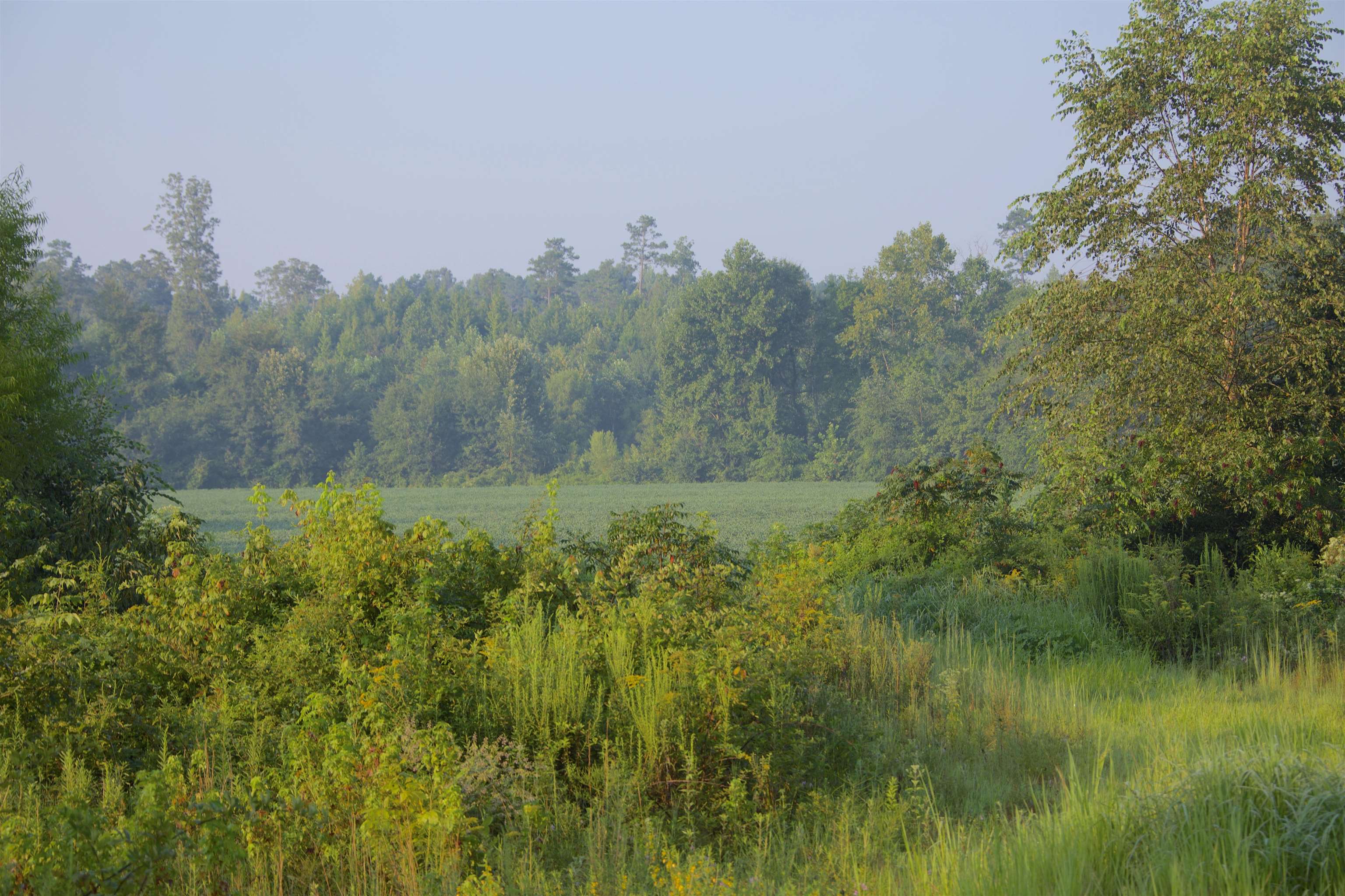 3720 Walnut Grove Road Bolivar, TN 38008 - Photo 17 of 24 a view of a lush green outdoor space with a lake view