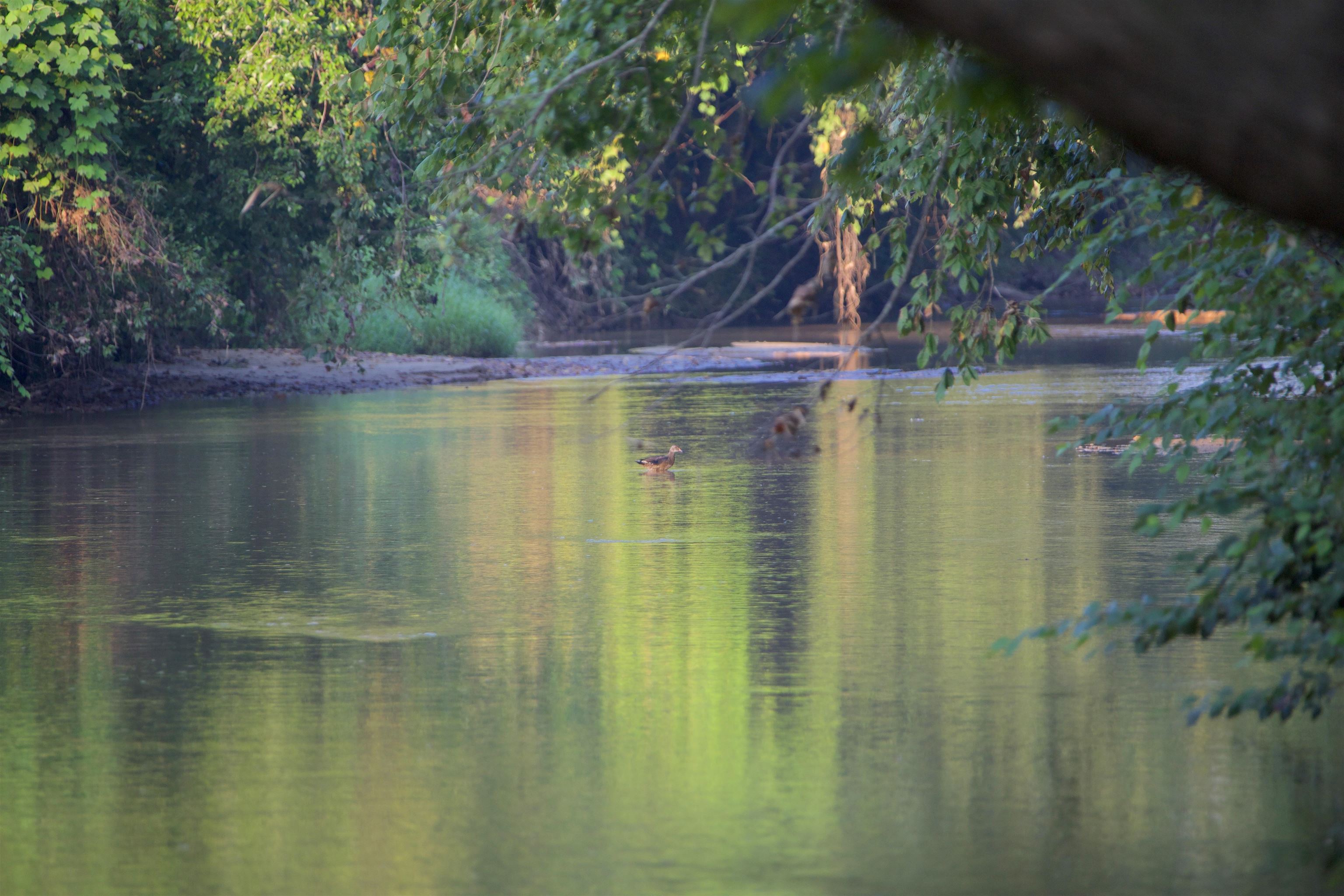 3720 Walnut Grove Road Bolivar, TN 38008 - Photo 4 of 24 a view of water with a yard