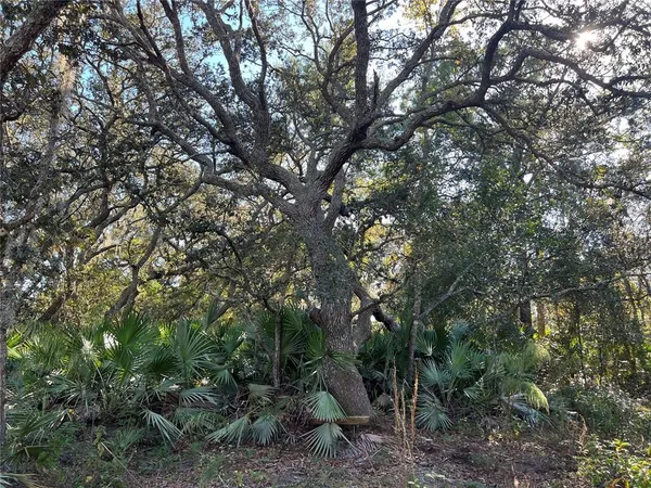 a view of a forest with trees in front of it