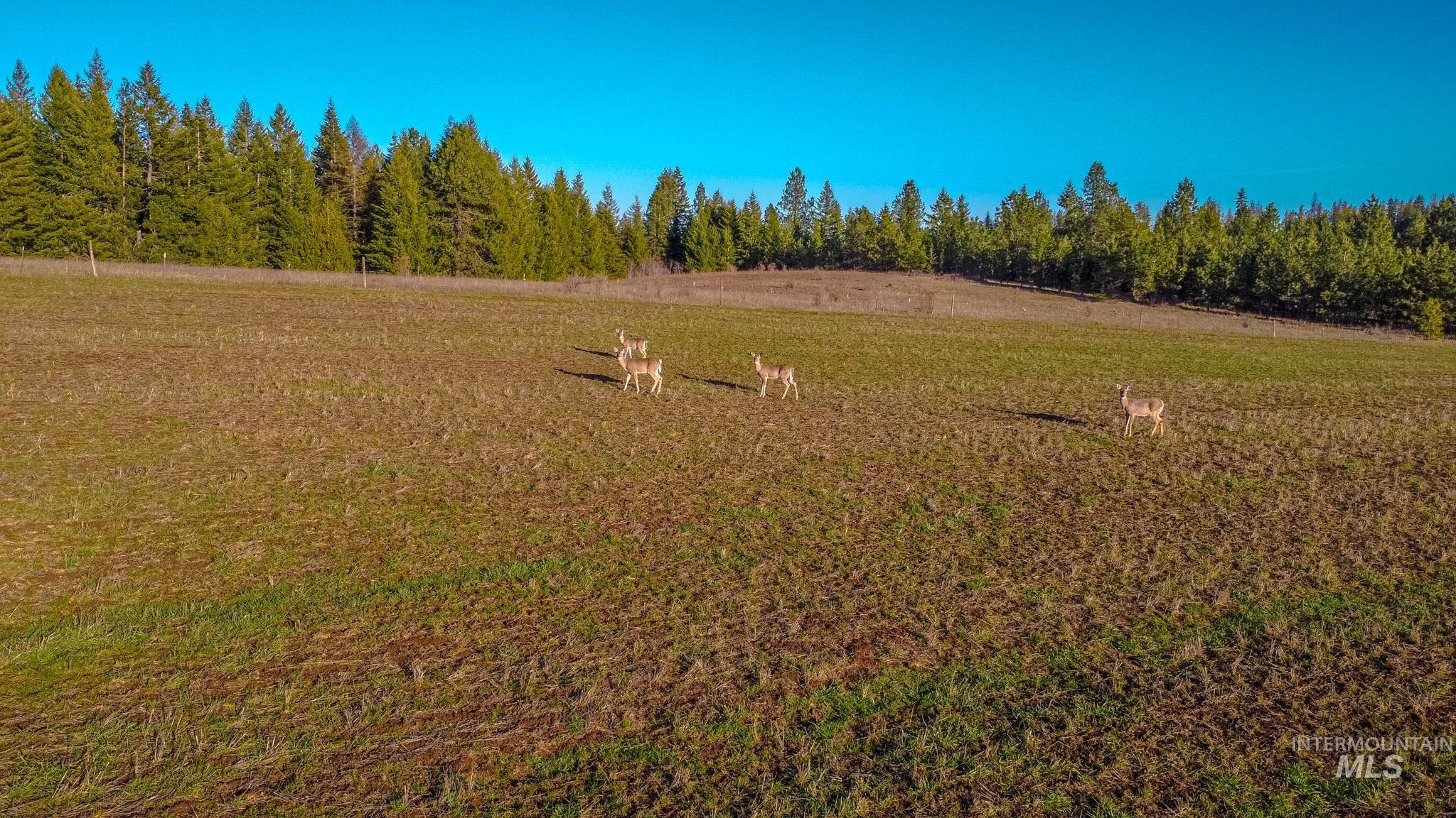 5404 Freeman Creek Road Lenore, ID 83541 - Photo 15 of 50 View of green lawn with a view of countryside
