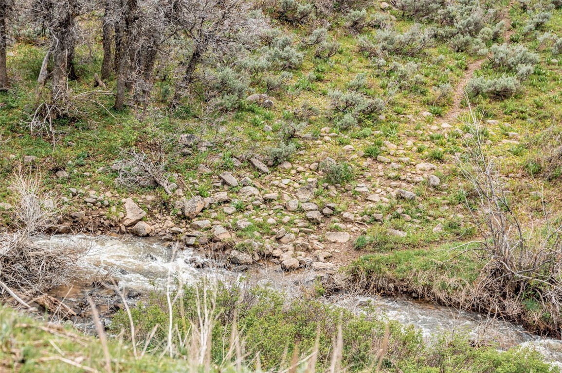 80 County Road 80 Steamboat Springs, CO 80487 - Photo 5 of 43 a view of a yard with a tree