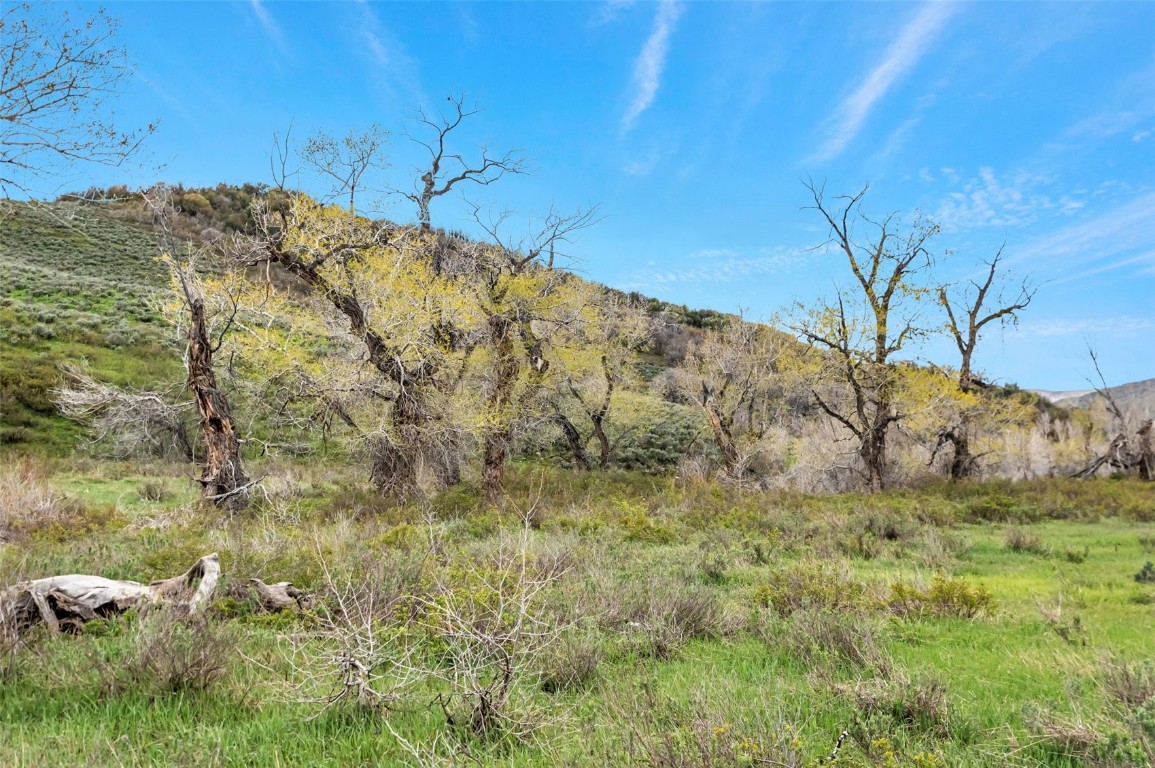 80 County Road 80 Steamboat Springs, CO 80487 - Photo 8 of 43 a view of a yard