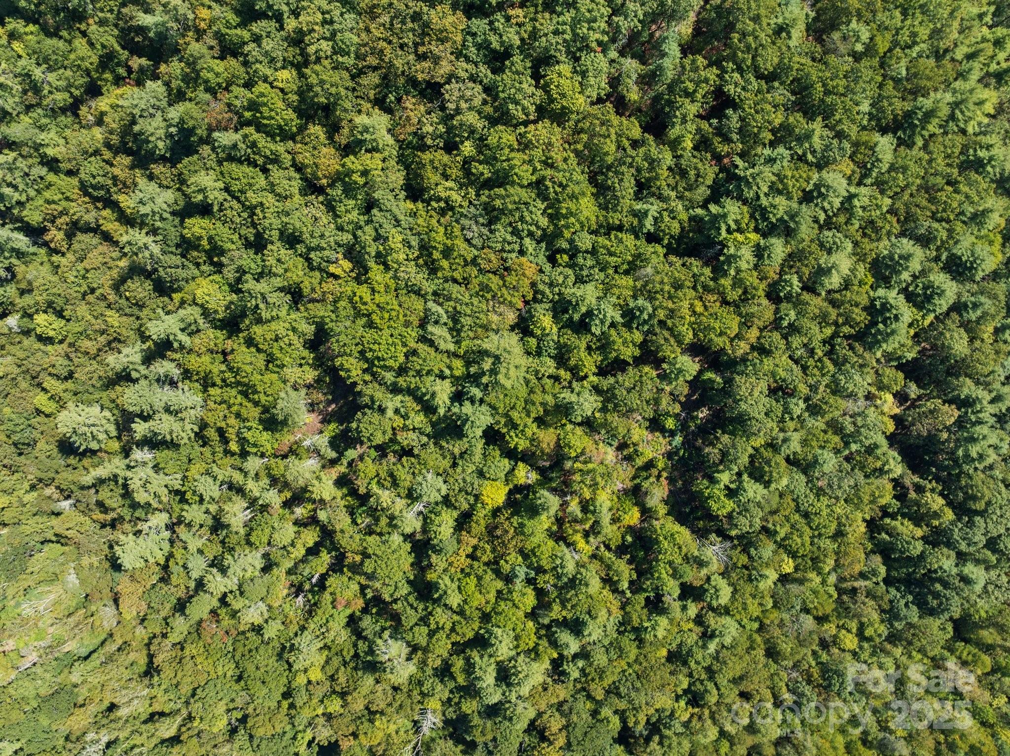 Tbd Anson G Betts Road Marshall, NC 28753 - Photo 12 of 16