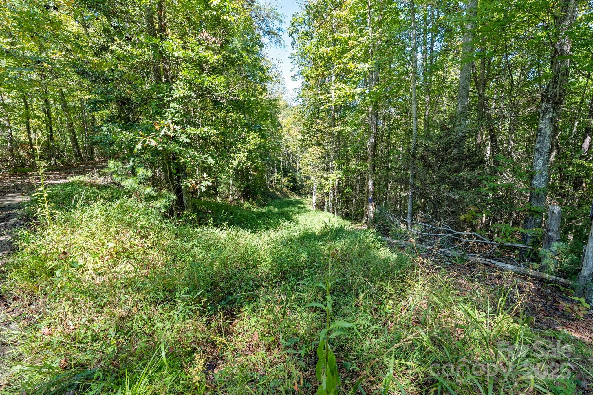 Tbd Anson G Betts Road Marshall, NC 28753 - Photo 13 of 16 a view of a lush green forest