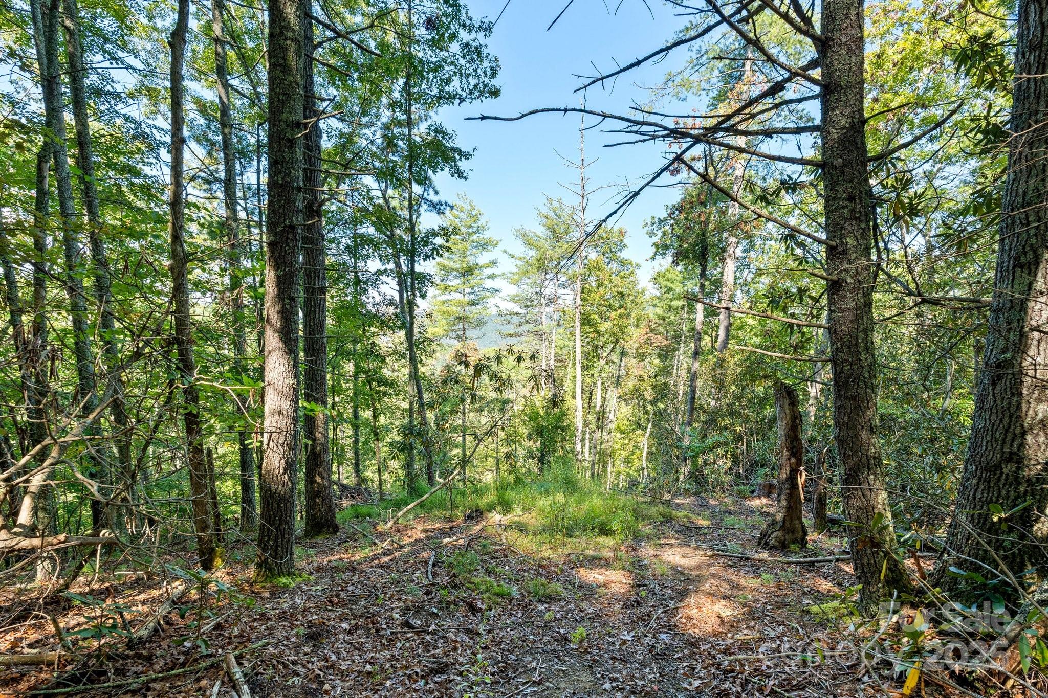 Tbd Anson G Betts Road Marshall, NC 28753 - Photo 2 of 16 a view of a forest with lots of trees
