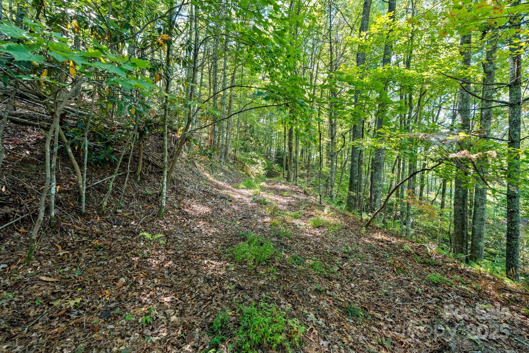 Tbd Anson G Betts Road Marshall, NC 28753 - Photo 4 of 16 a view of forest