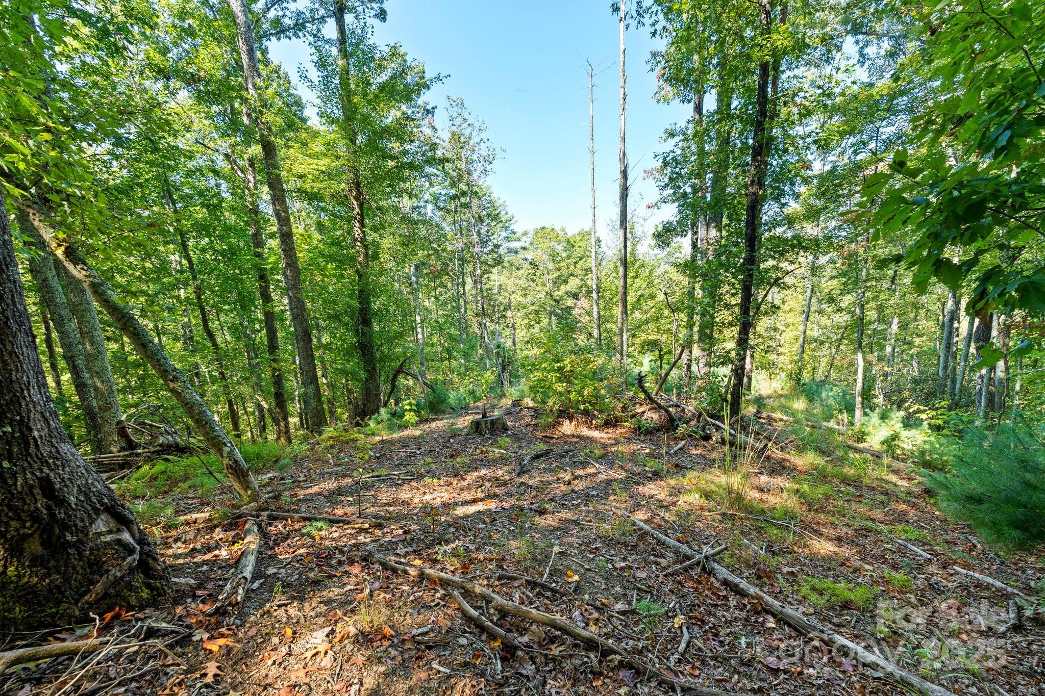 Tbd Anson G Betts Road Marshall, NC 28753 - Photo 6 of 16 a view of a yard with plants and large trees
