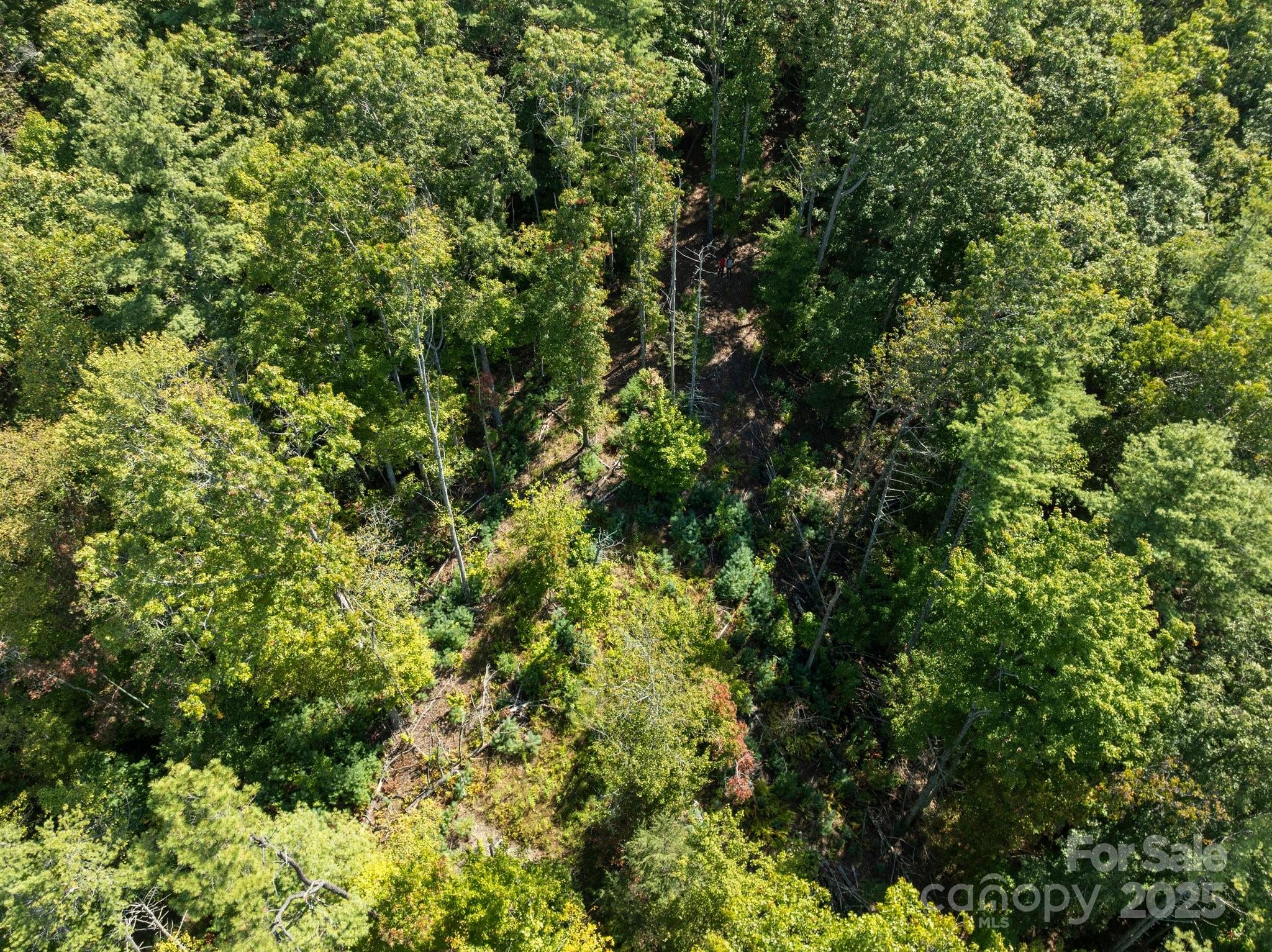 Tbd Anson G Betts Road Marshall, NC 28753 - Photo 7 of 16 a view of a lush green forest