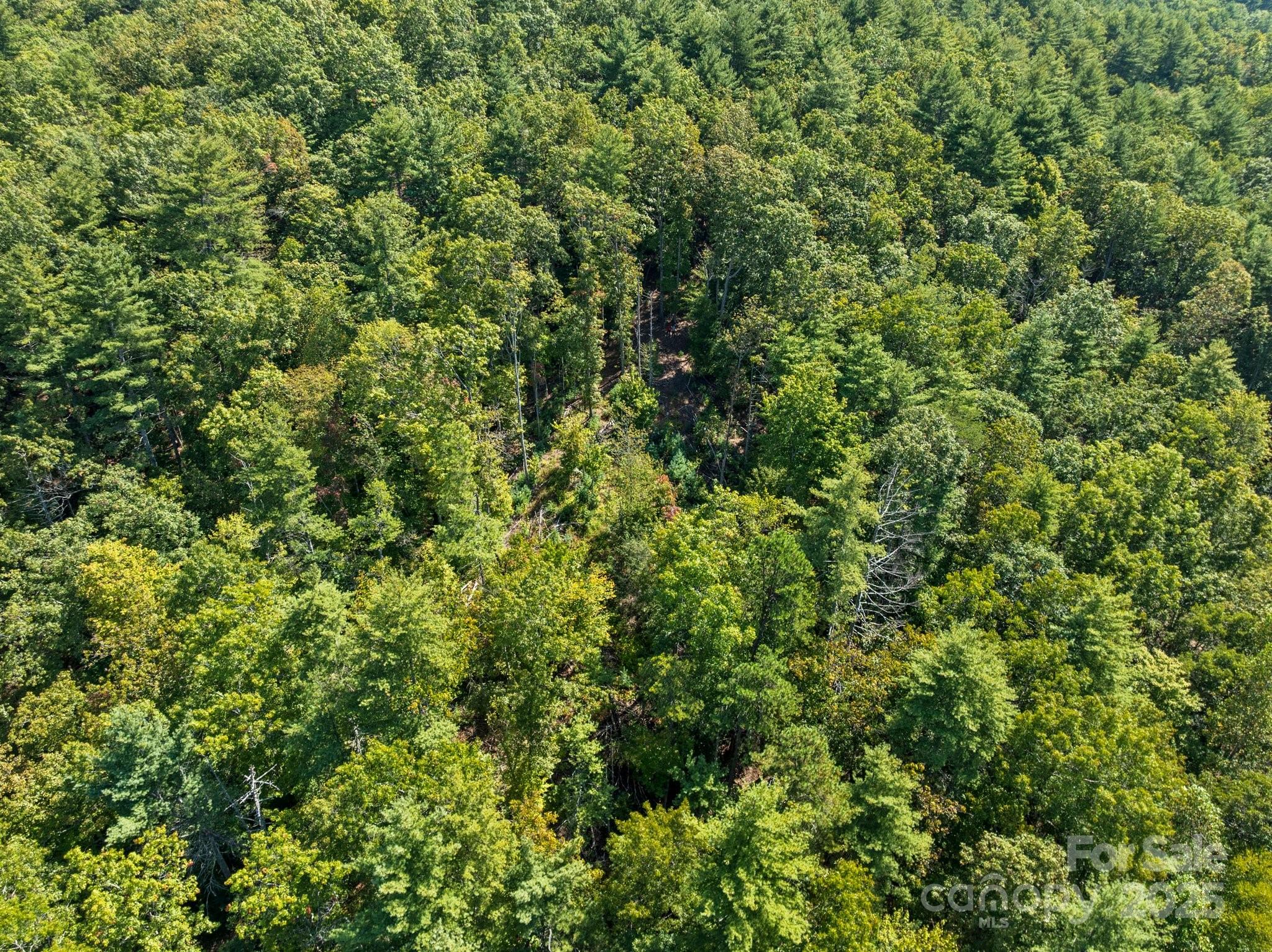 Tbd Anson G Betts Road Marshall, NC 28753 - Photo 8 of 16 a view of a lush green forest
