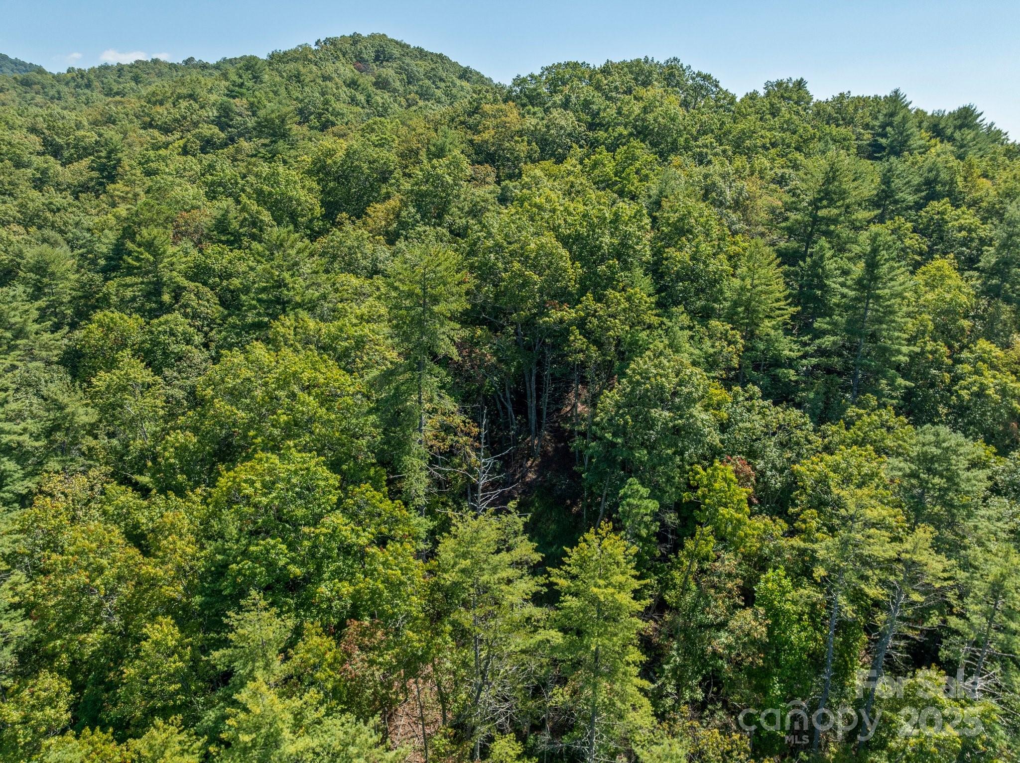 Tbd Anson G Betts Road Marshall, NC 28753 - Photo 9 of 16 a view of a lush green forest with houses