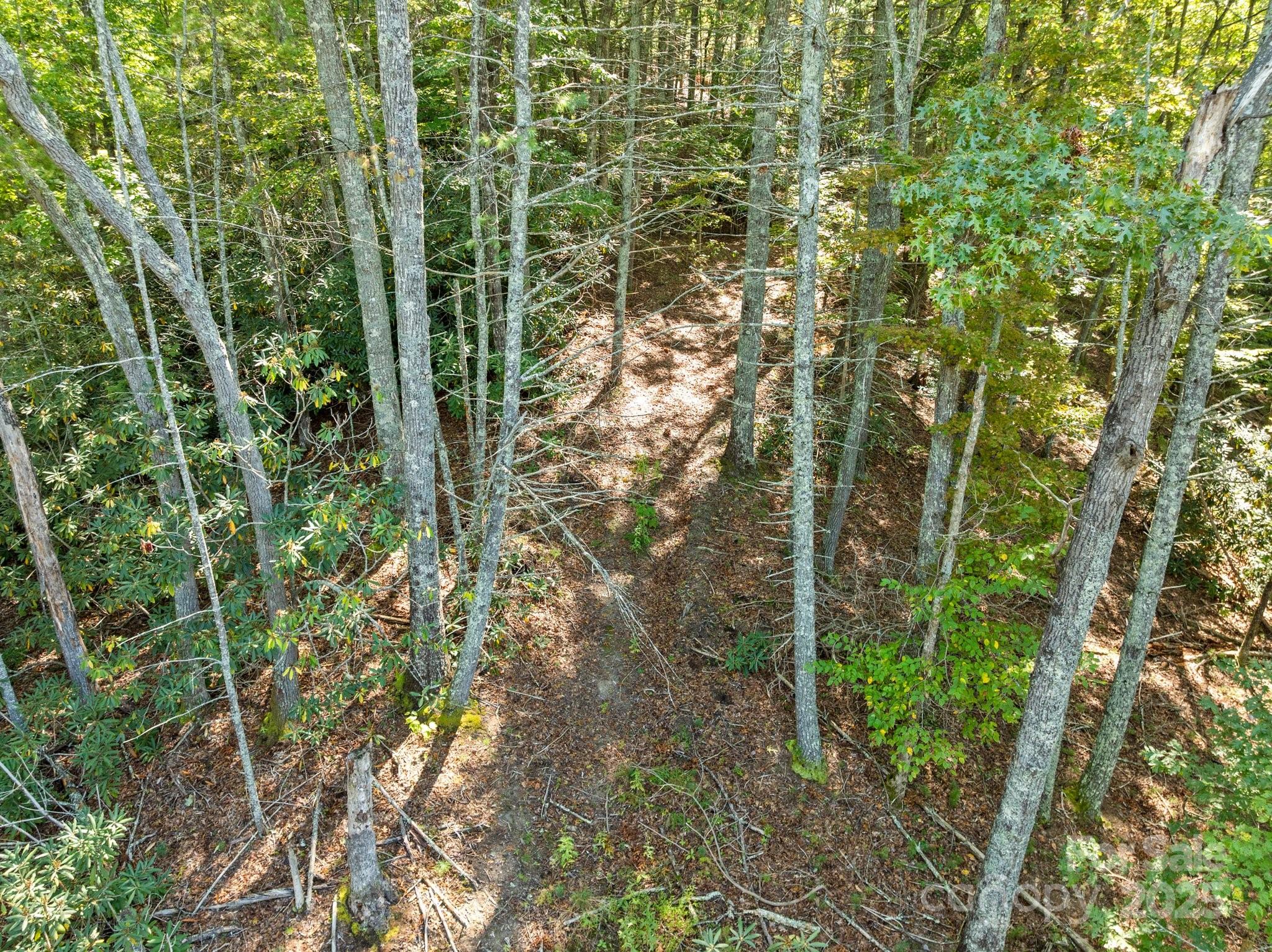 Tbd Anson G Betts Road Marshall, NC 28753 - Photo 10 of 16 a view of forest