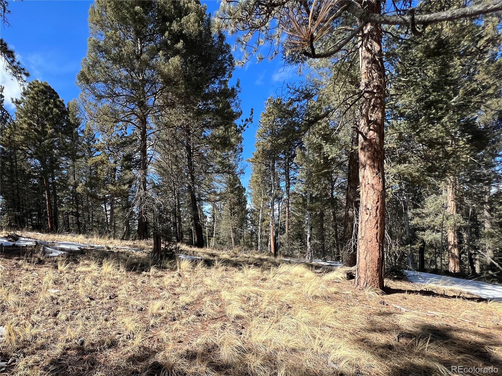 161 Pinewood Road Florissant, CO 80816 - Photo 3 of 22