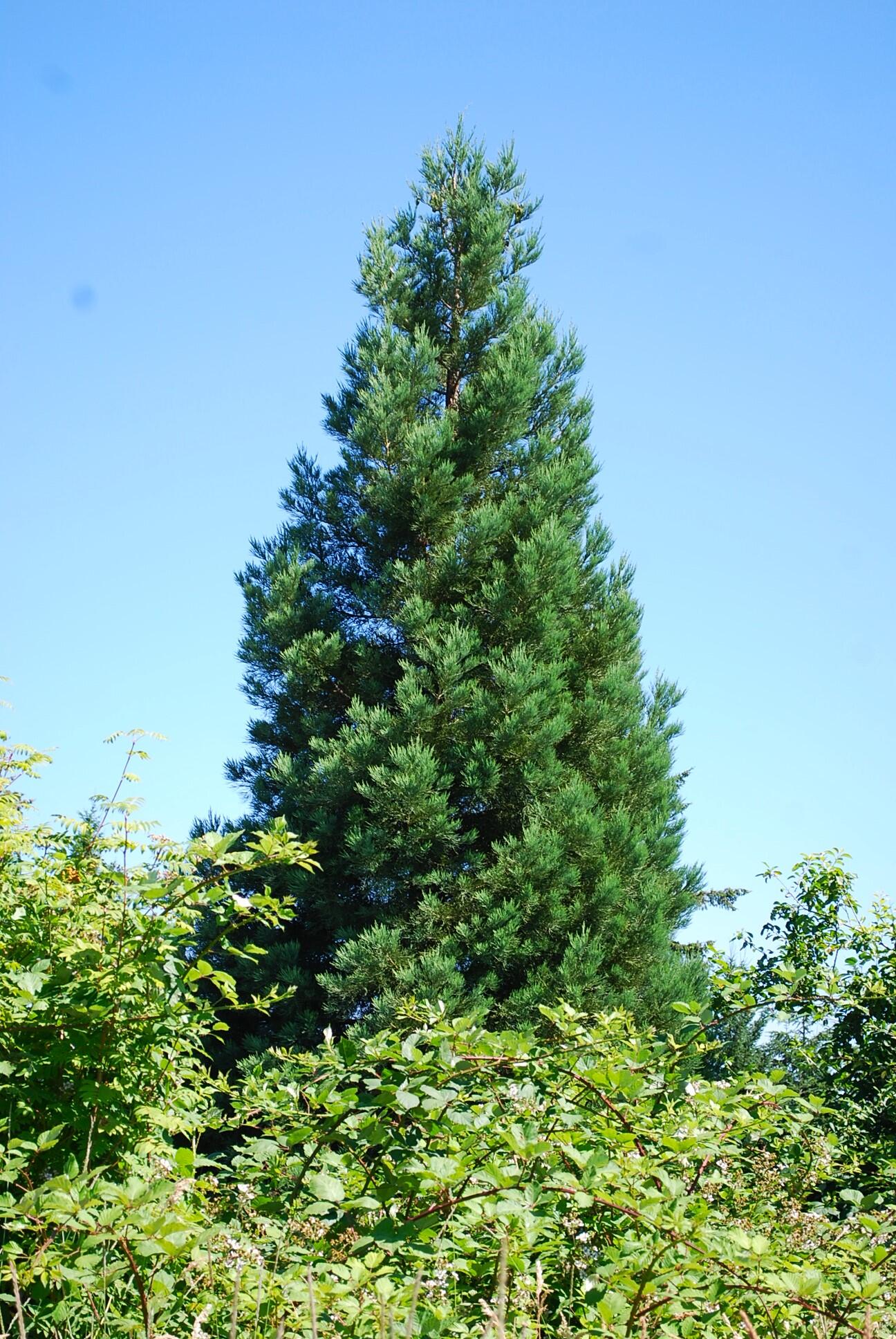 28003 South Gard Road Mulino, OR 97042 - Photo 27 of 43 Redwood tree