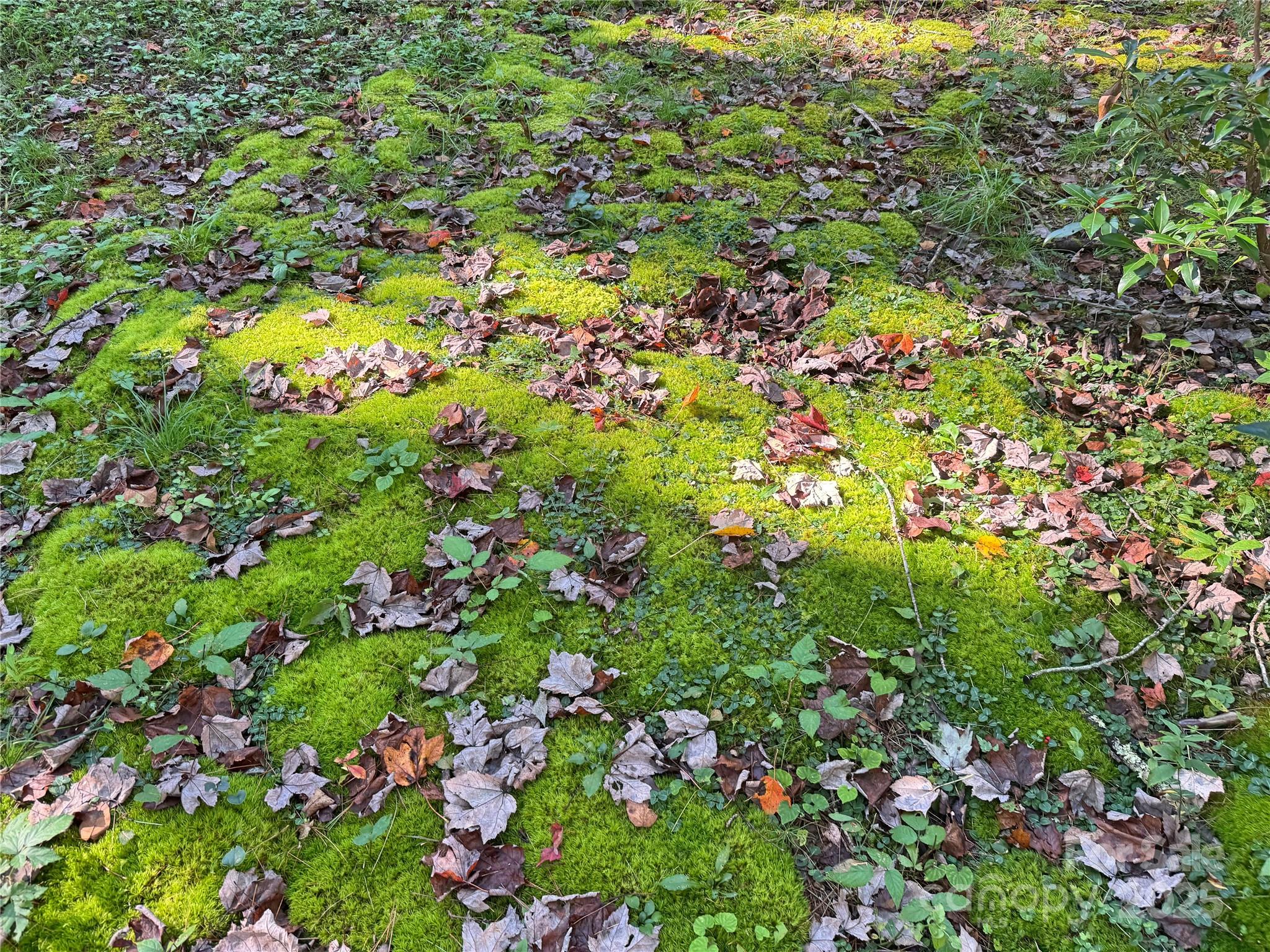 6622 Gingercake Road Newland, NC 28657 - Photo 47 of 48 a view of a flower