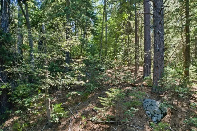 a view of a forest with a tree