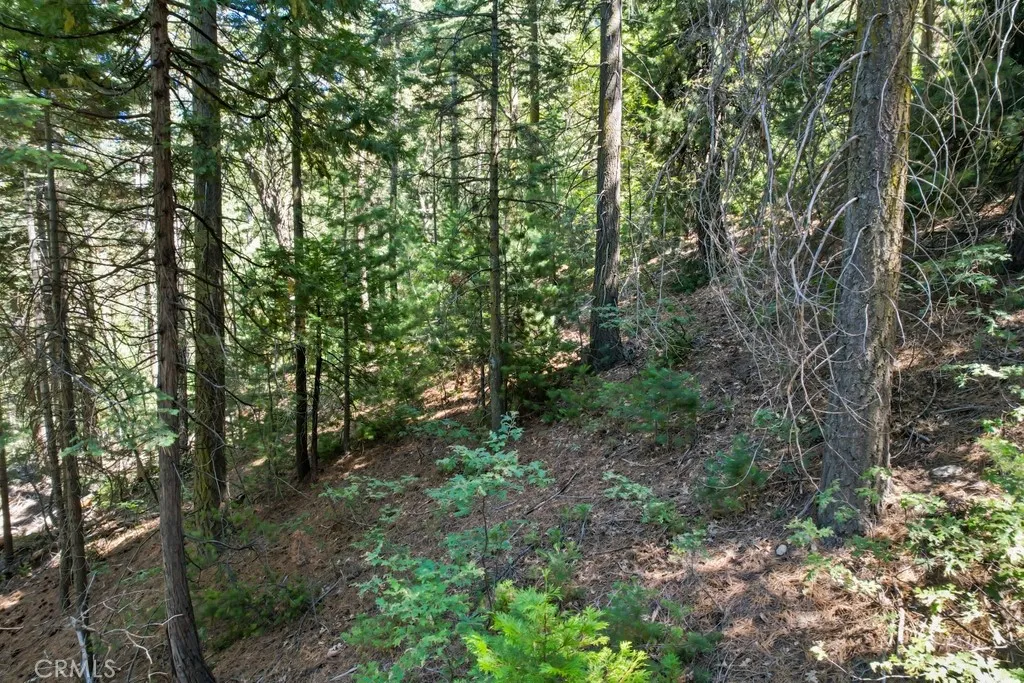 0 Ca-189 Twin Peaks, CA 92391 - Photo 4 of 12 a view of a forest with trees in the background