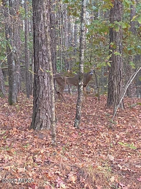 1774 Maynards Mill Road Forsyth, GA 31029 - Photo 8 of 76 a backyard of a house with lots of green space