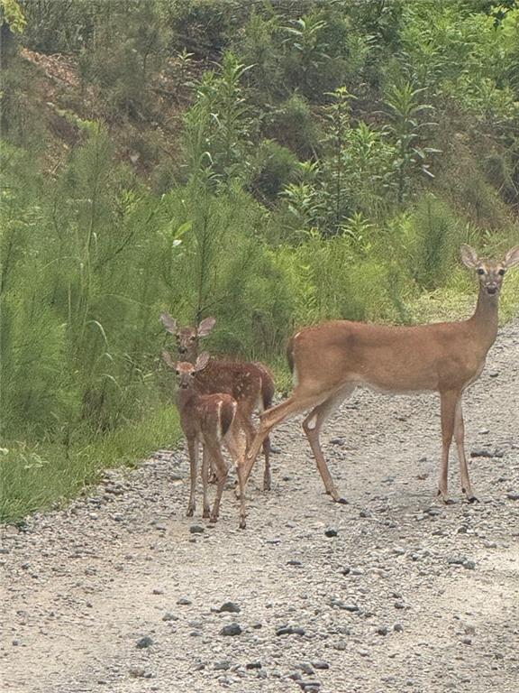 1270 McGarity Road Temple, GA 30179 - Photo 56 of 58