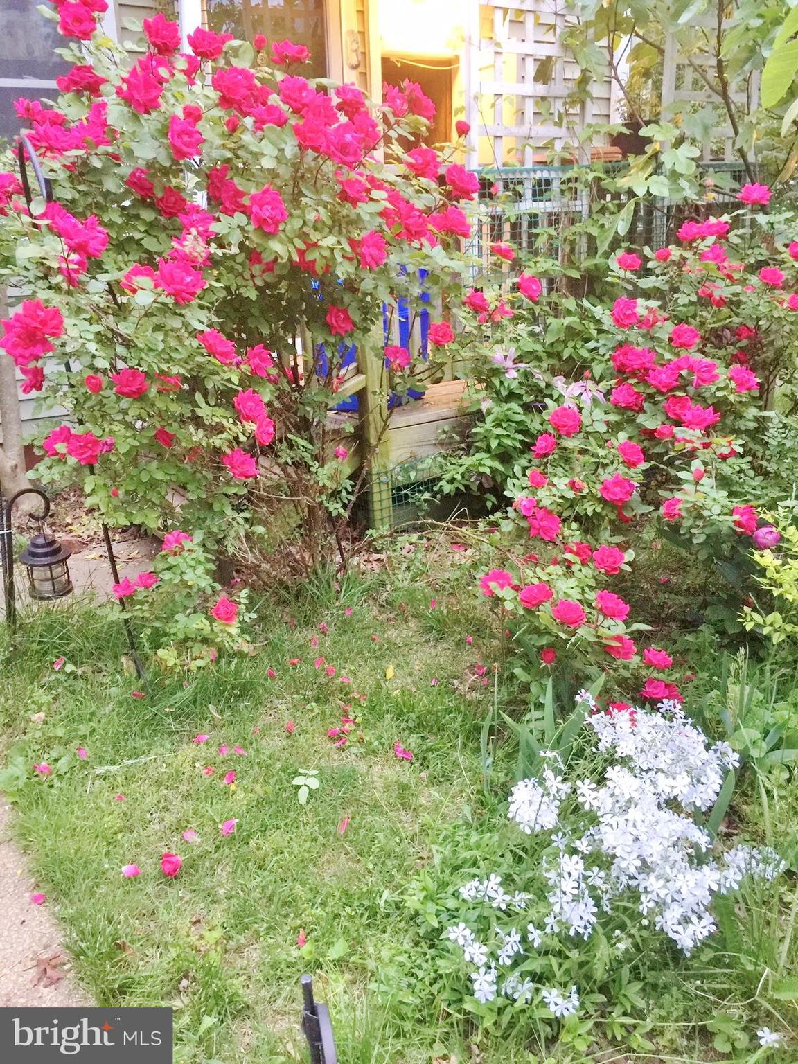 53 Ridge Road, Unit K Greenbelt, MD 20770 - Photo 3 of 15 Roses in bloom