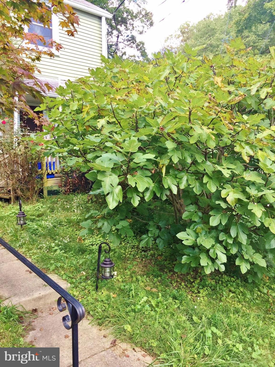 53 Ridge Road, Unit K Greenbelt, MD 20770 - Photo 8 of 15 Fig tree produces more than 10lbs of fruit.
