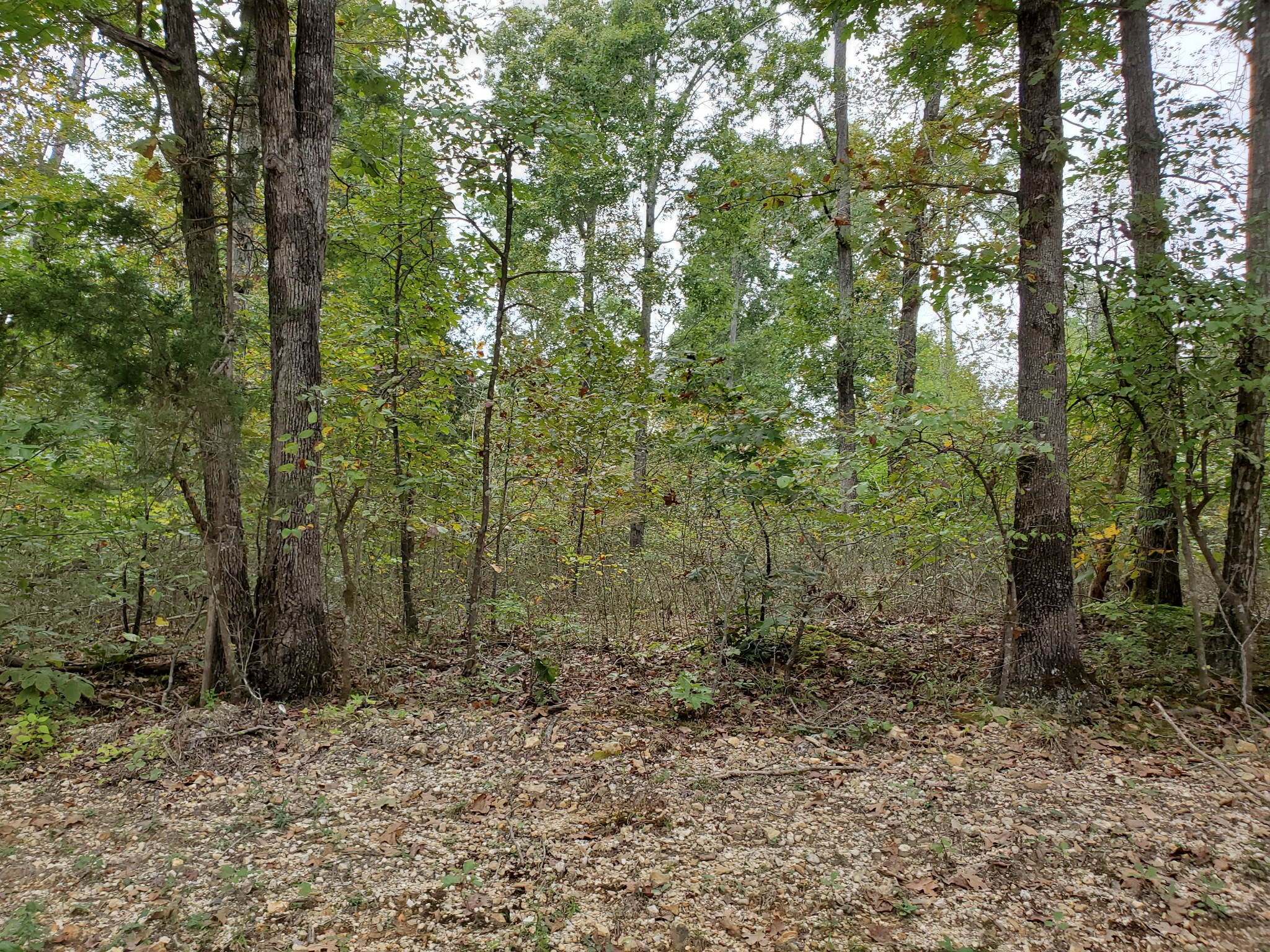 0 White Oak Ridge Road Waverly, TN 37185 - Photo 1 of 6 Gallery Image 1
