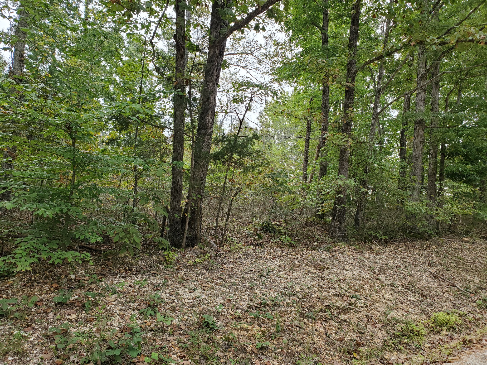 0 White Oak Ridge Road Waverly, TN 37185 - Photo 4 of 6 Gallery Image 4