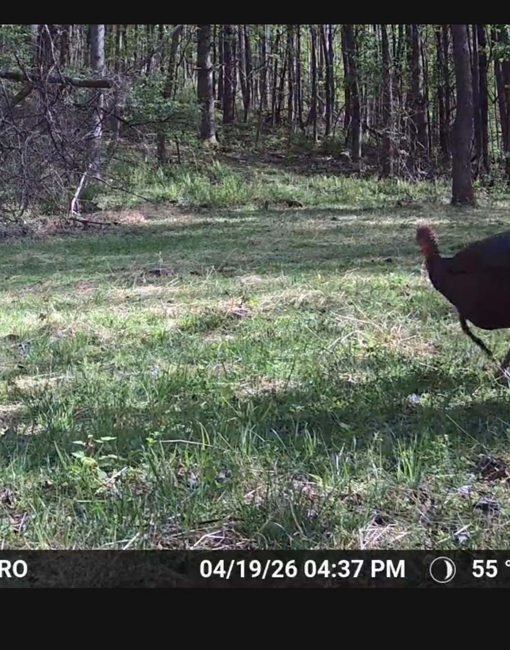 Jordan Hollow Road Stanley, VA 22851 - Photo 23 of 26 Trail Cam Photo