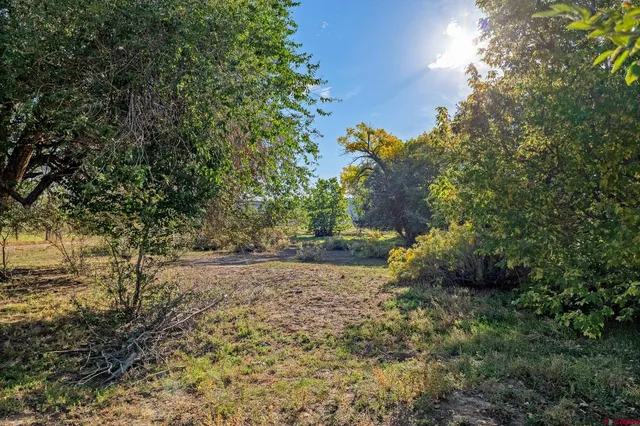 a view of a yard with plants and a large tree