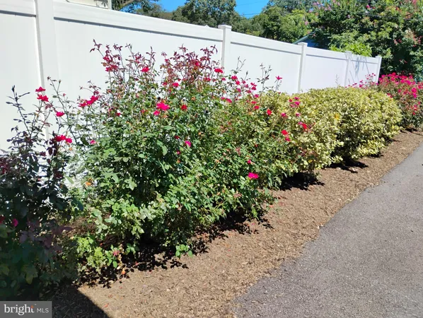 a view of a flower in a garden