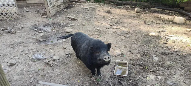 a close up of a plant in a garden