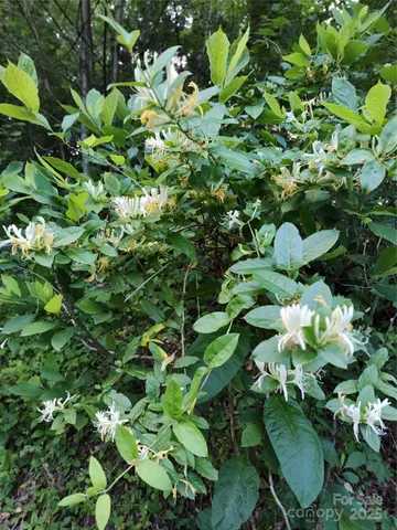 a view of a forest that has large trees