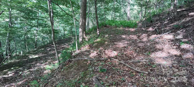a view of a forest that has large trees