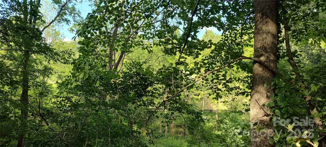 a view of a forest with lots of trees