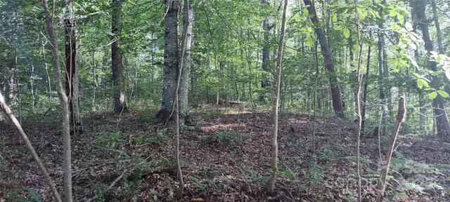 a view of a lush green forest